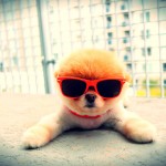 Super Cool Puppy