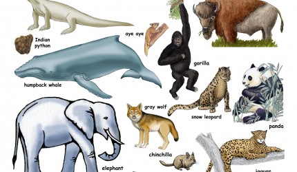 Endangered Species Wallpaper