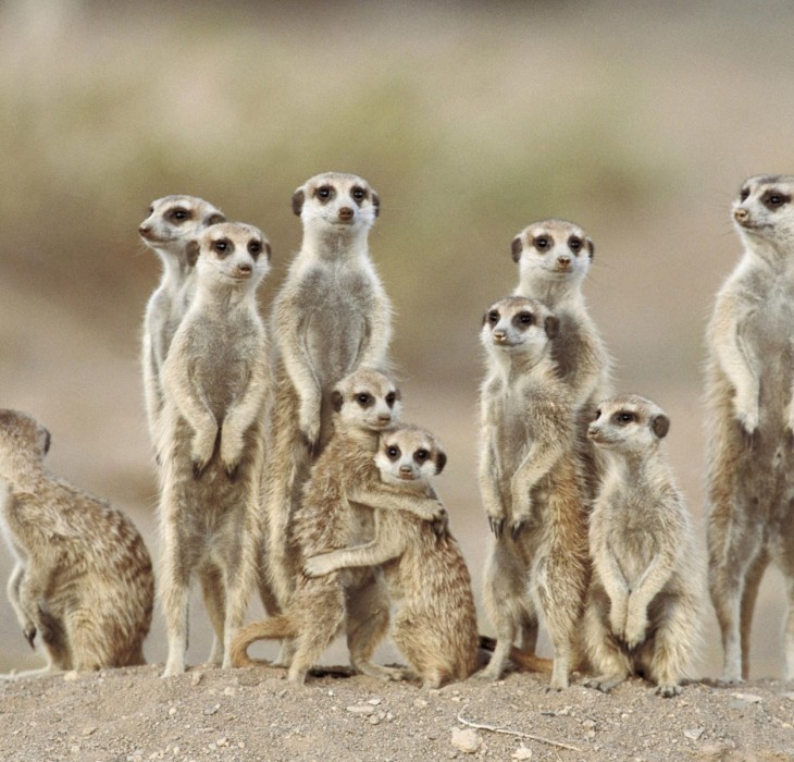 Family of Meerkats