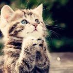 Praying Pussycat
