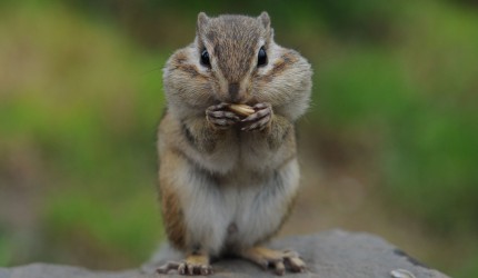 Squirrel With Its Mouth Full