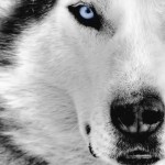The Wolfs Stare