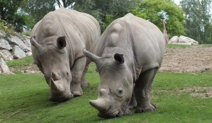 Two Hungry Rhinos