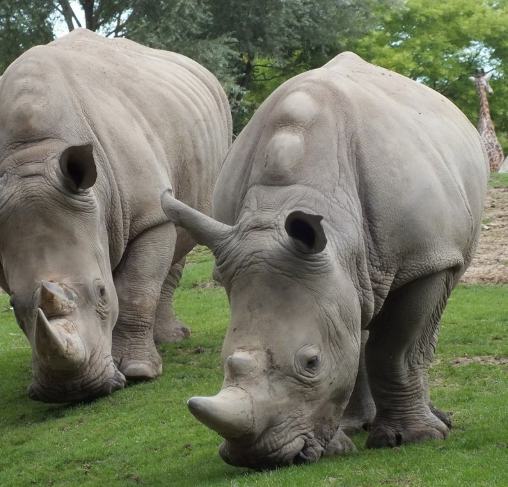 Two Hungry Rhinos