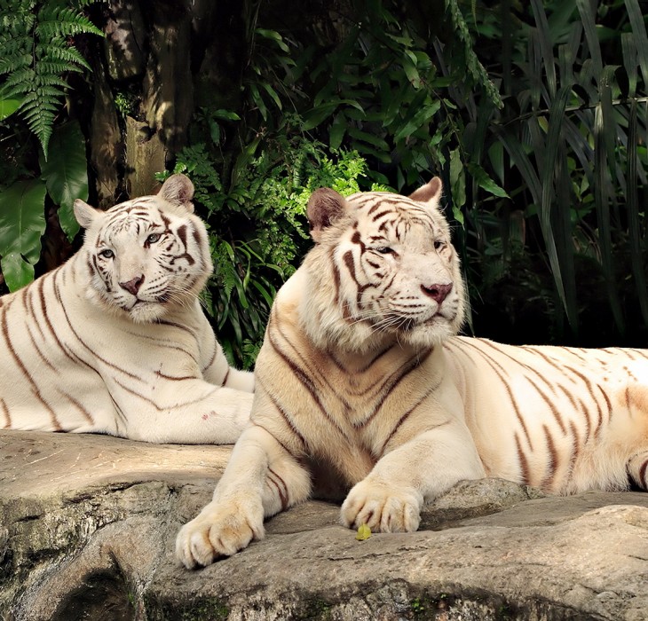 Two White Tigers